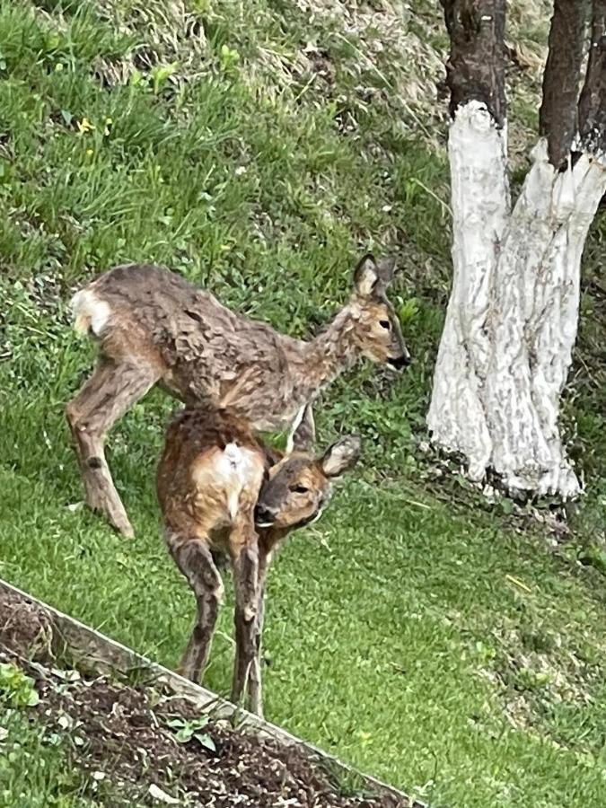Appartamento In Montagna Venas Eksteriør bilde